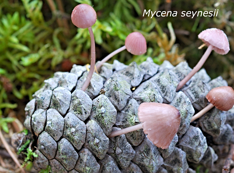 Mycena seynii-amf1322.jpg - Mycena seynii ; Syn1: Mycena seynesii ; Syn2: Mycena seynii ; Non français: Mycène des cônes de pins